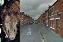 Residents have complained about rats seen on Gibson Street, Wrexham