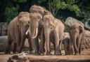 The first ever pilot study of a new vaccine that aims to help endangered Asian elephants to fight a deadly virus, which is threatening the survival of the species globally, has begun at Chester Zoo.