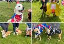 A DOG SHOW took centre stage at the coronation celebrations in Llay at the weekend. 