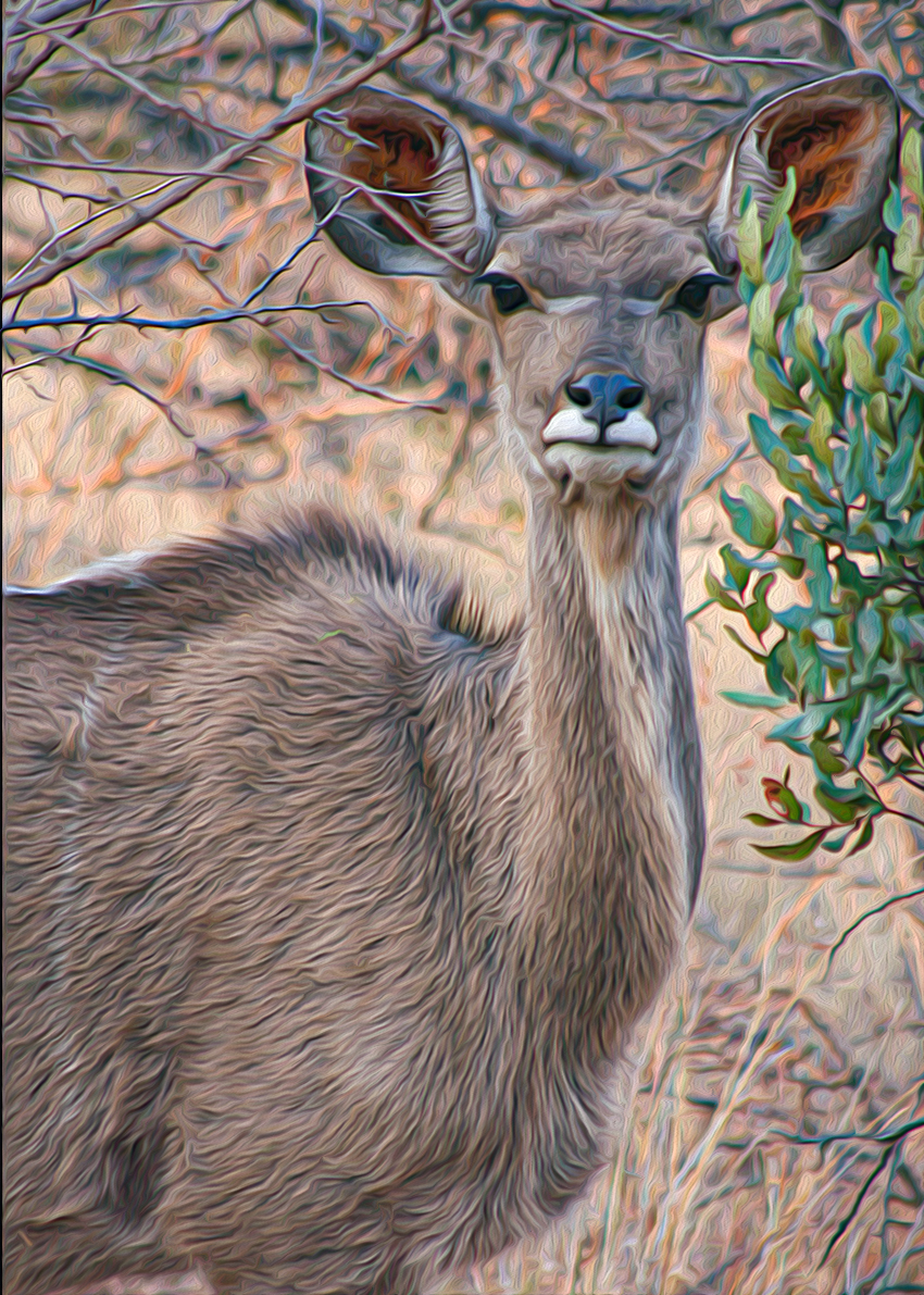 A young kudu.