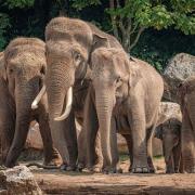 The first ever pilot study of a new vaccine that aims to help endangered Asian elephants to fight a deadly virus, which is threatening the survival of the species globally, has begun at Chester Zoo.