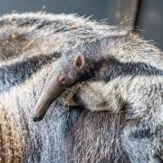 The giant anteater pup will stay camouflaged on its mother's back for around 10 months.