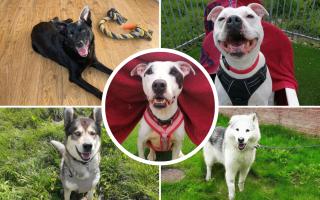 Here is a selection of dogs from the RSPCA which are looking for their forever homes.