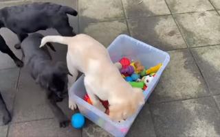 The new arrivals immediately made themselves at home, playing and finding their favourite toys (Many Tears Animal Rescue)