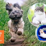 A photo of your pet could win you £100 to spend in Petplace.