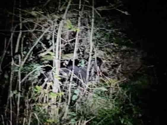 Photo of what is believed to be a big cat sighted in Abergele. Image: Puma Watch North Wales
