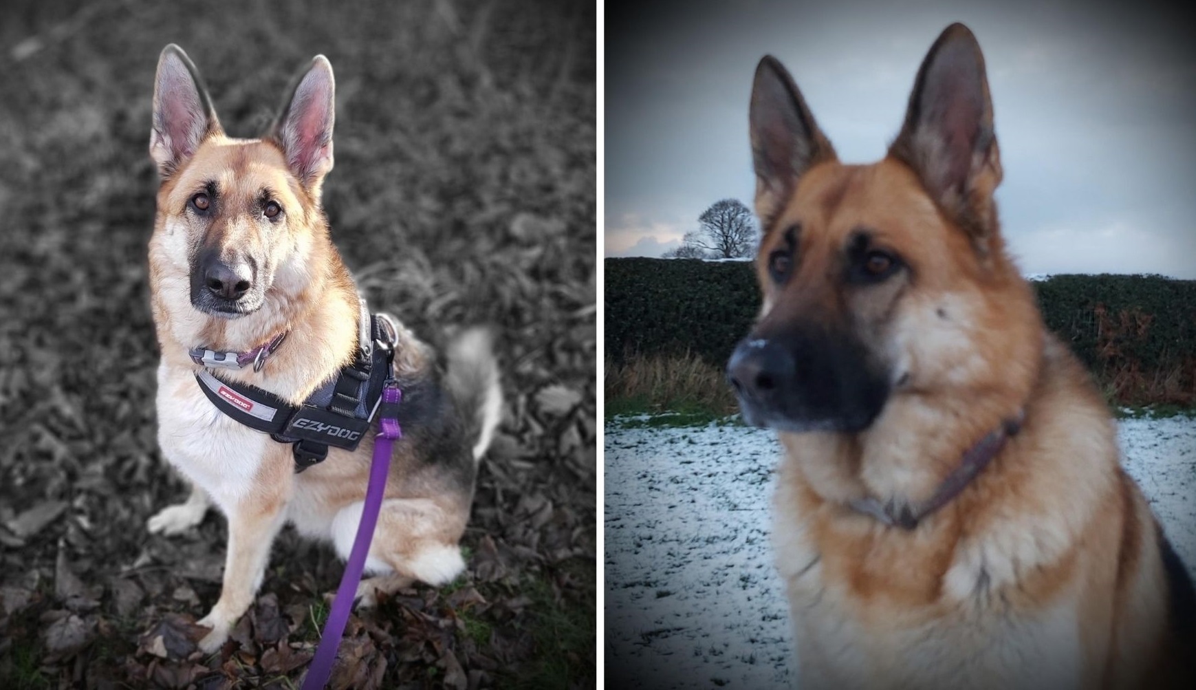 Linda Jones, from Mostyn, shared photos of her pet Elsie. She said: “Elsie is four-years-old and makes me laugh every day. She loves walks and likes to collect rocks and pebbles, in fact we have to bring home a souvenir rock from every walk or a maj