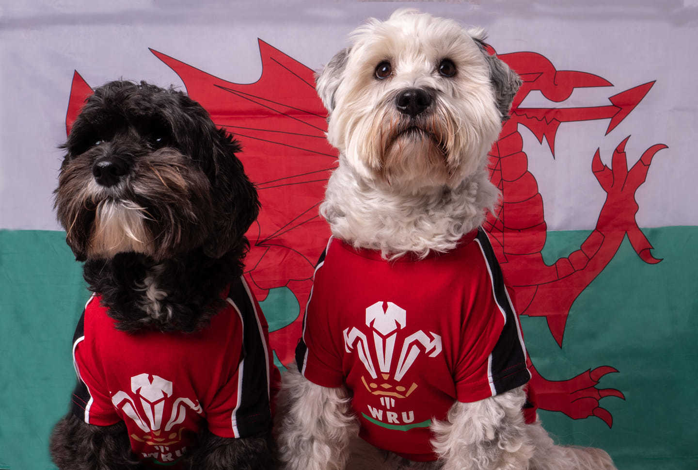 Stuart Rhys Jones’ dogs were being patriotic, with Ozzy and Pippa supporting Wales at the weekend.