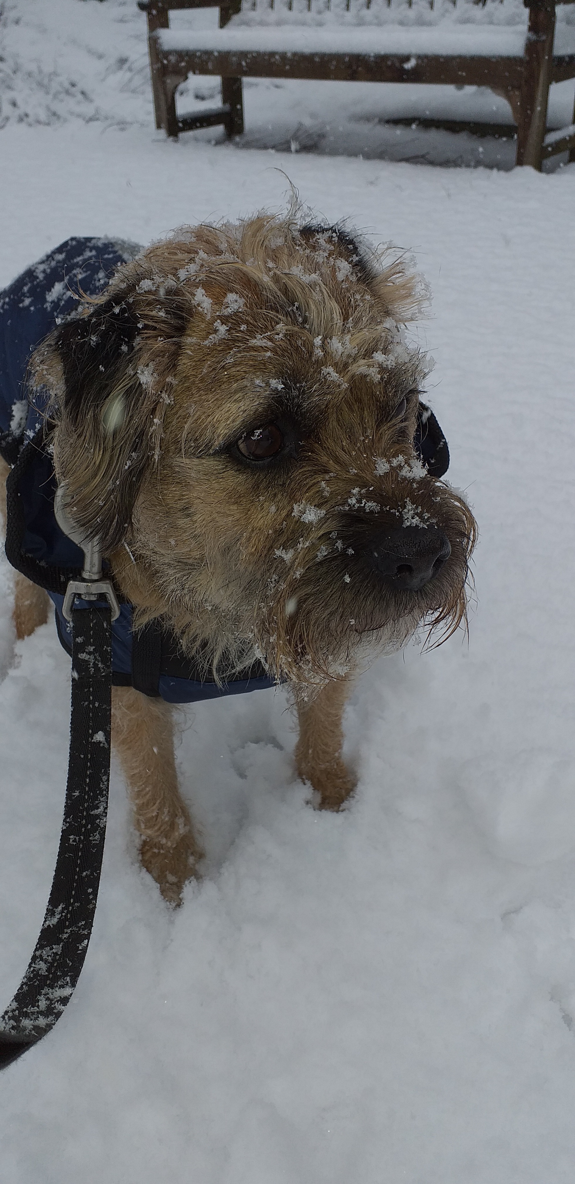 Sharon Rowley, from Wrexham, shared a photo of her boarder terrier Ianto in the snow.