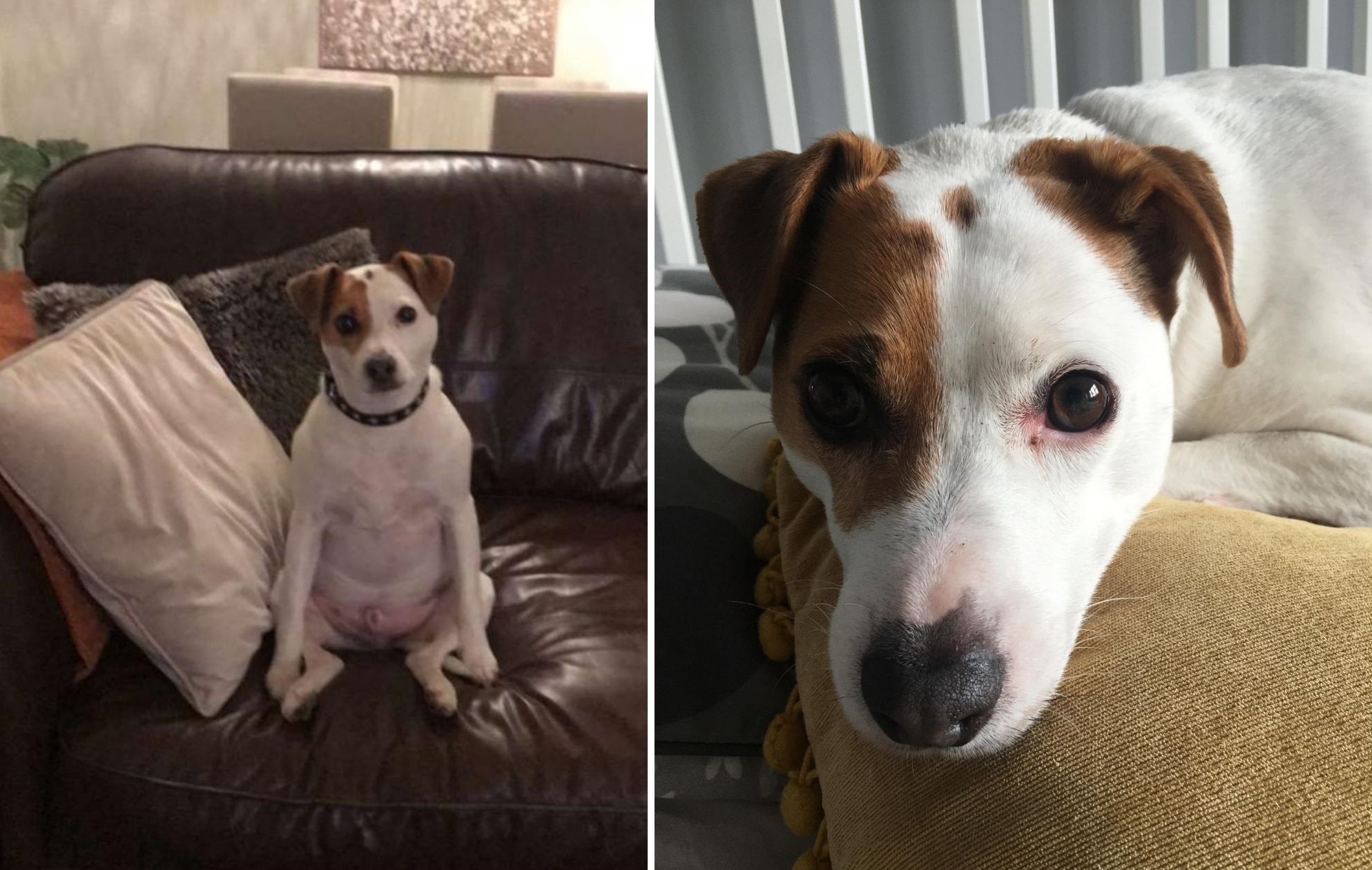 Andrea Jones, from Wrexham, said about her dog: “Buster loves cuddles and comfort but does not like the postman!”