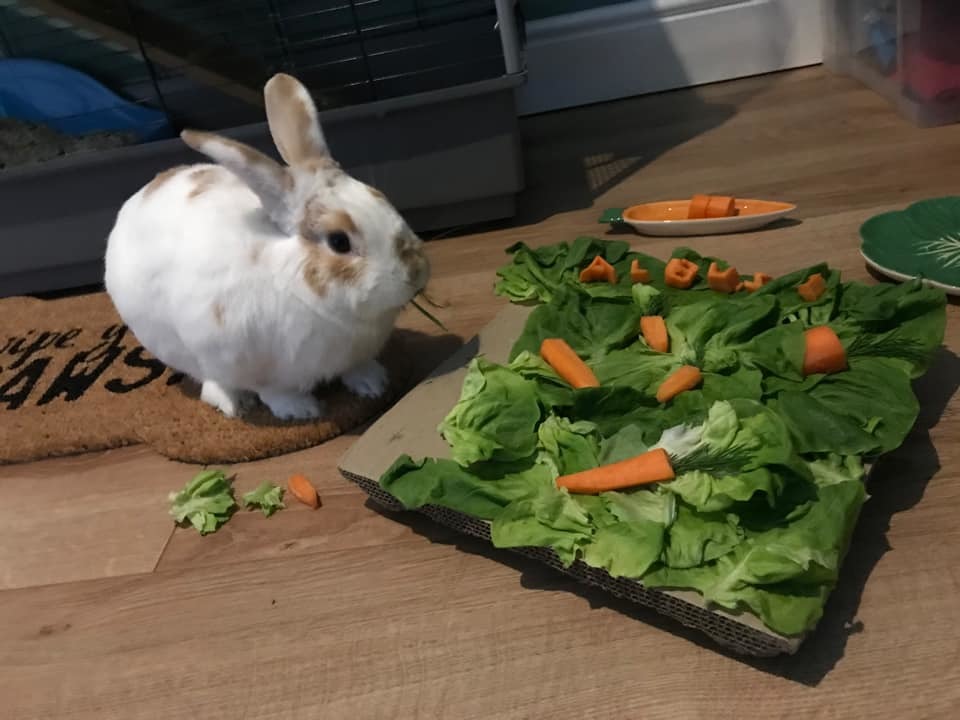 Karen Wilson’s rabbit Albus loves a good salad.