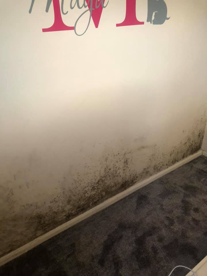 The mould has spread throughout the flat. 