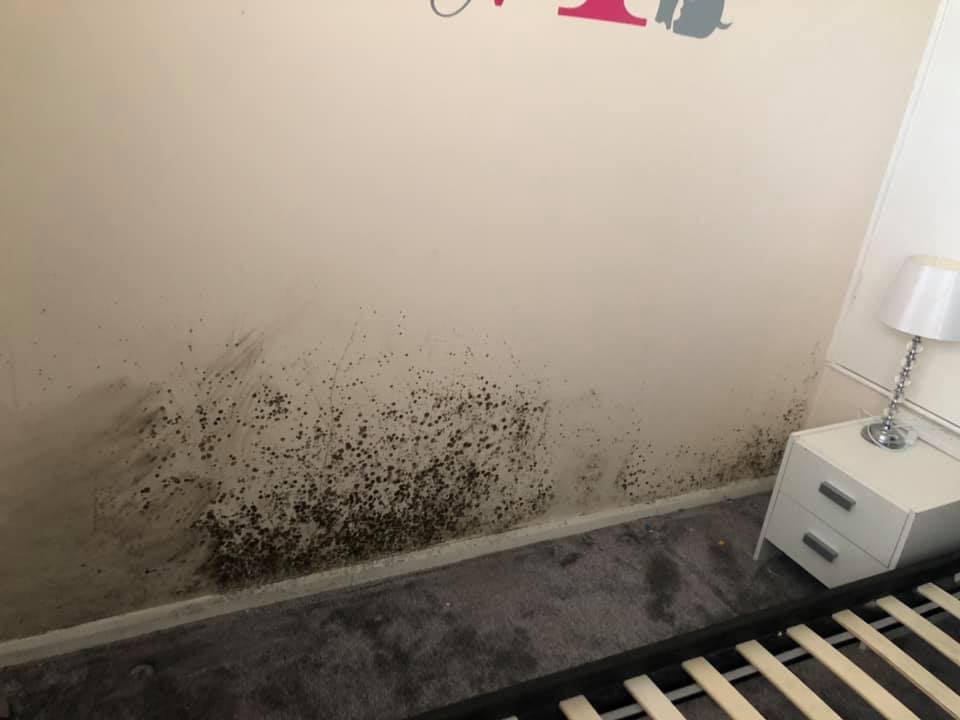 The mould has spread throughout the flat.