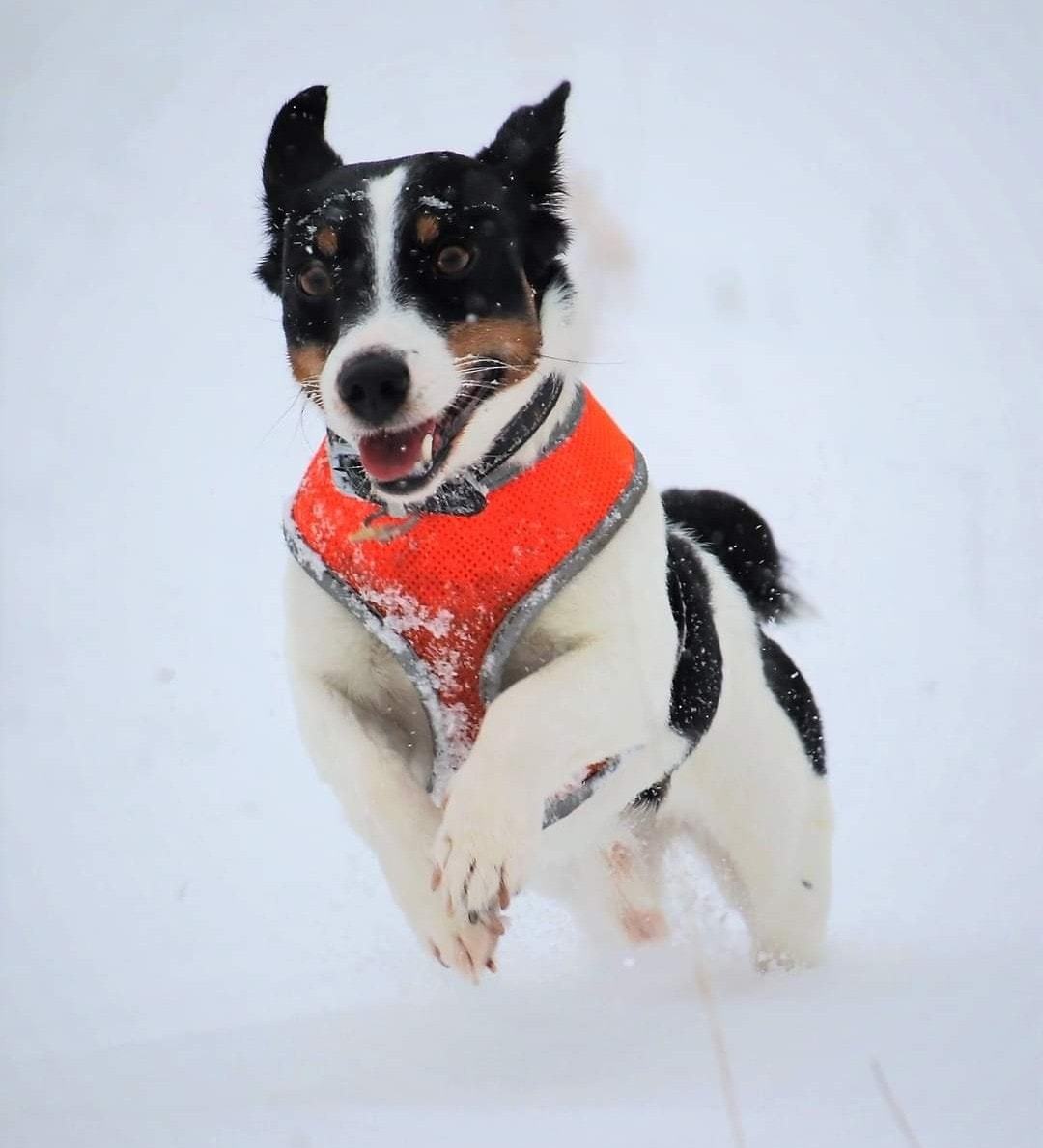 Mark La Roberts dog Dougie enjoying a snow day.