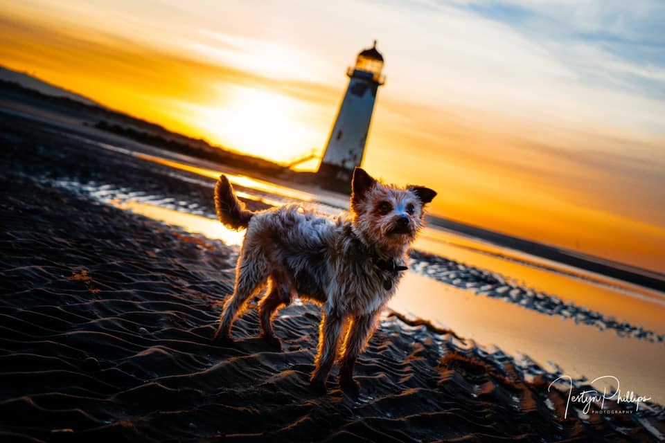 Scruffy at Talacre Beach enjoying the sunset, snapped by Iestyn Phillips Photography