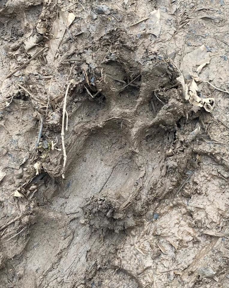 Photo of paw prints found in woodlands posted by Grwych Castle in Abergle Image: Gwrych Castle