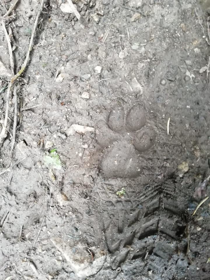Photo of paw prints found in woodlands posted by Grwych Castle in Abergle Image: Gwrych Castle