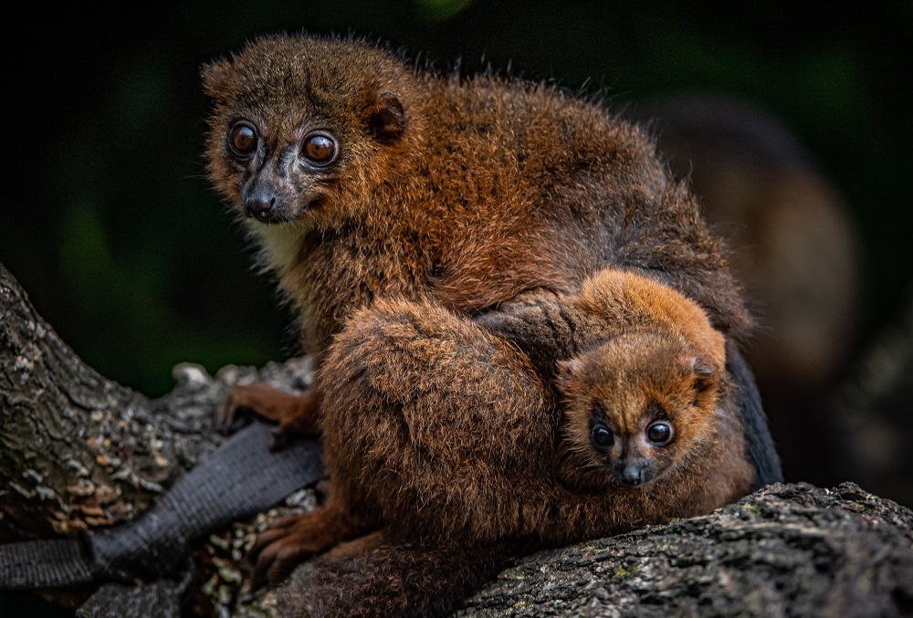 Chester Zoo celebrates birth of rare red-bellied lemur 