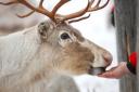 The Reindeer Lodge in Leeswood attracts thousands of visitors every year