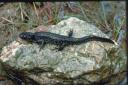 Removing invasive alien species to help great crested newts in Flintshire