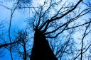Ashback disease affecting trees across Flintshire including at Loggerheads park