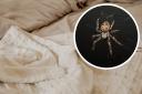 Avoiding eating in bed can help prevent spiders being attracted to it