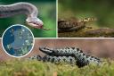 There are three types of snakes native to the UK - adder, smooth snake and grass snake.