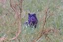 Documentary makers claim they have uncovered the ‘clearest ever’ photo of a big cat prowling the British countryside