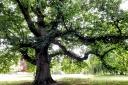 The Sweet Chestnut Tree in Acton Park