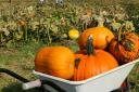 Where to pick-your-own pumpkins in Wrexham and Flintshire.