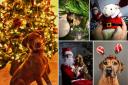 Members of the Leader Camera Club share their festive pets photos.