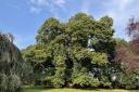 Chestnut Tree, Acton Park
