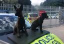From left; Trainee police dogs Logan and Keo at the Alliance building in Deeside