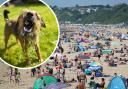 People enjoying the hot weather at Bournemouth Beach in Dorset. Inset: 14-month-old Border Terrier called Winston plays with a garden hose to keep cool in the hot weather near Windsor, Berkshire. Images: PA