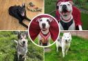 Here is a selection of dogs from the RSPCA which are looking for their forever homes.