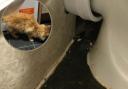 A Mold Cat got stuck in a tiny gap behind a toilet