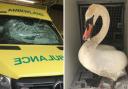 Two swans were injured in the incident which happened on the westbound carriageway of the A55 near Abergele