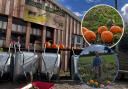 Flintshire: Swan's farm shop opens fields for pumpkin picking
