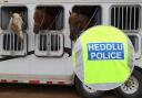 Victim of attempted horsebox theft in Coedpoeth express anger and concern. (Stock image of horse trailer)