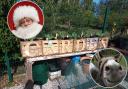 Community garden project to host Christmas open day with donkeys and Santa Claus
