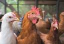 A 3km control zone around Buckley due to Avian Flu has been lifted
