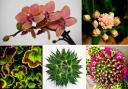 Members of the Leader Camera Club blossom with 'houseplants' challenge.