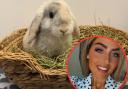 Paige Hadlow (inset) has rescued over two-hundred bunnies and they're now based at her Wrexham home.