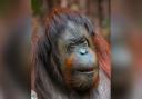 Chester Zoo has paid tribute to its orangutan Martha.