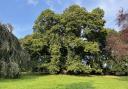 Chestnut Tree, Acton Park