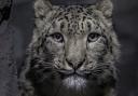 Snow leopards Yashin and Nubra explore their new home at Chester Zoo. Pictures: Chester Zoo.