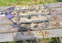 Damage done to benches at Rhosddu Primary School, Wrexham.