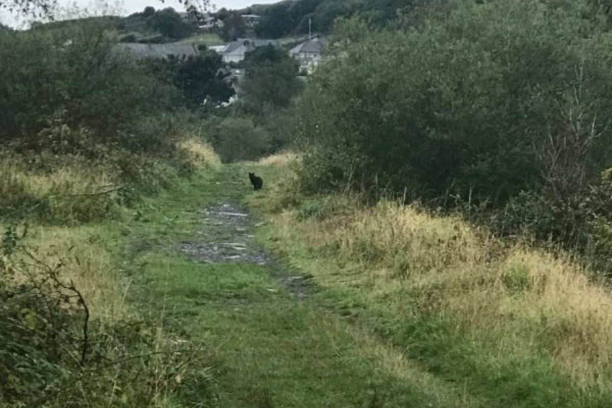 Big cat sighting, Snowdonia. Images: Puma Watch North Wales