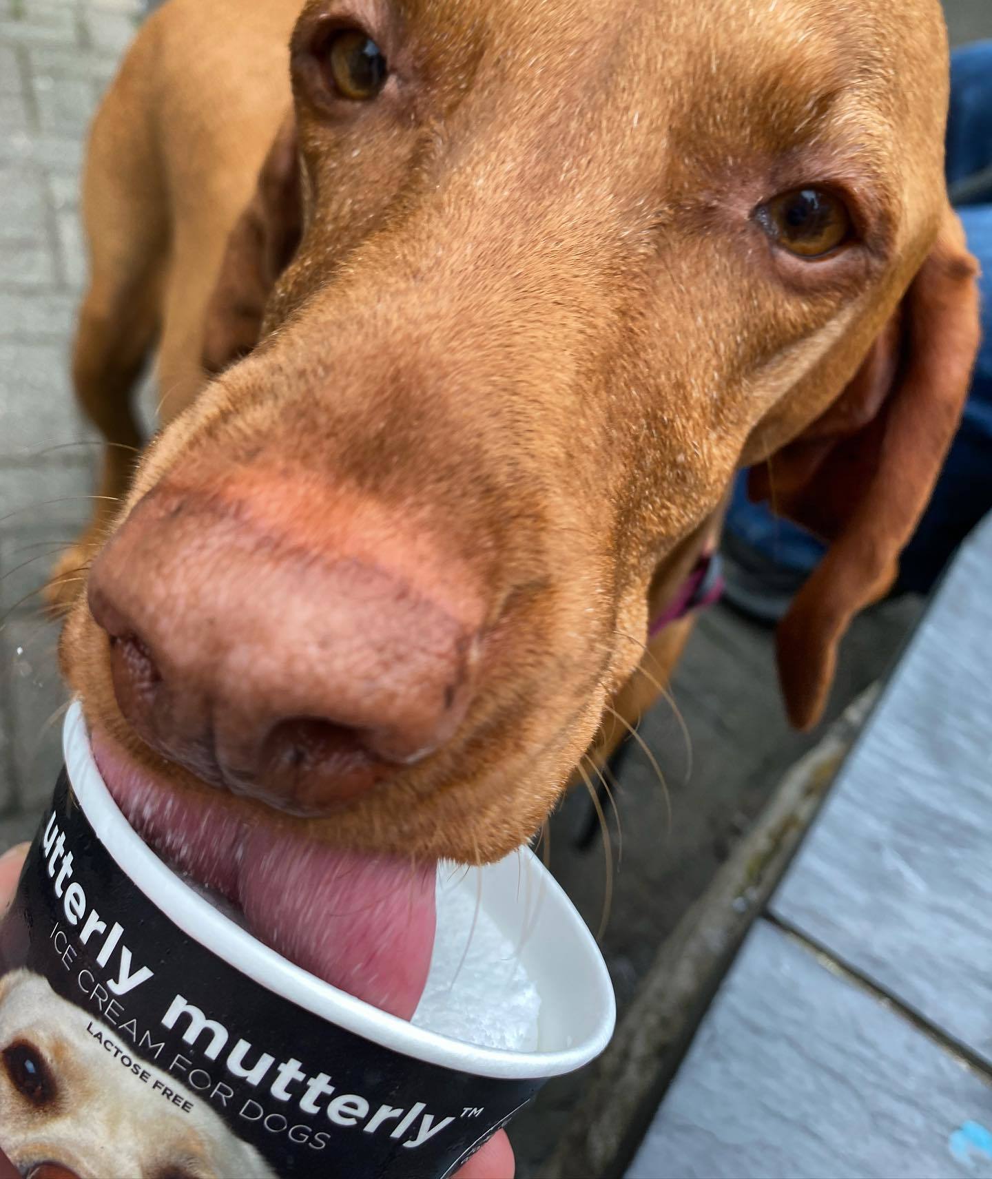 Poppy enjoying a doggy ice cream at The Sun.