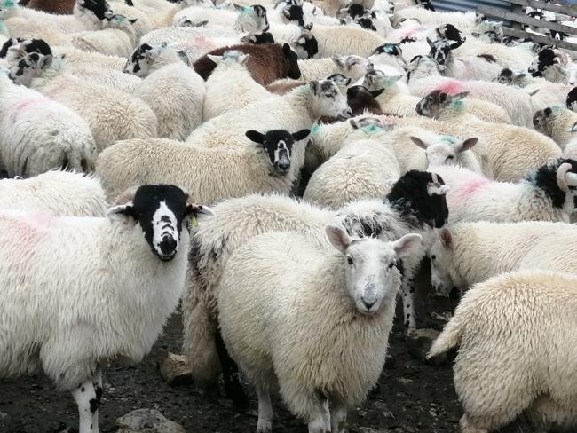 SHEEP: A large flock of sheep photographed by Alison Bolt?
